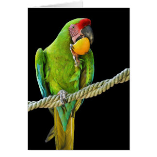 Cartão Ara Militaris Green Paprot