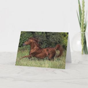 Cartão Arab Stallion Running in the Grass
