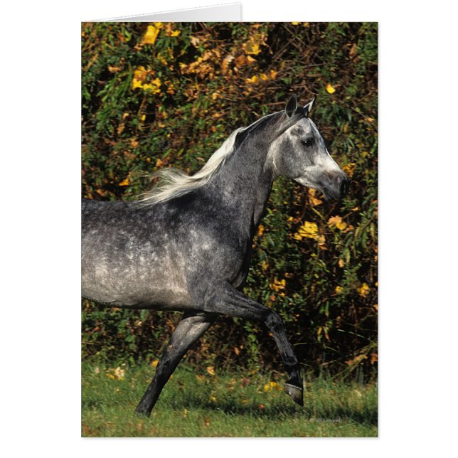 Cartão Árabes Correndo: outono (Frente)