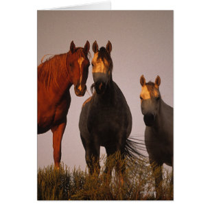 Cartão Árabes no por do sol