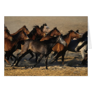 Cartão Árabes que funcionam no deserto