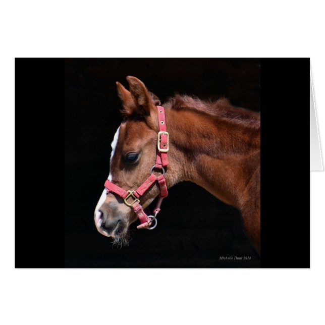 Cartão Arabian Foal (Frente Horizontal)