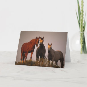 Cartão Arabs at Sunset