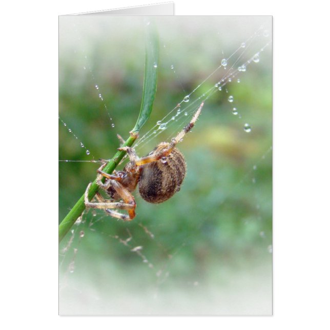 Cartão Araneus - aranha do tecelão da esfera (Frente)