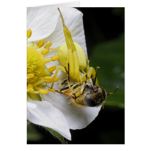 Cartão Aranha (Frente)