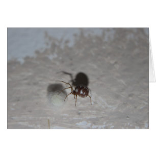 Cartão Aranha #2 de Itsy Bitsy