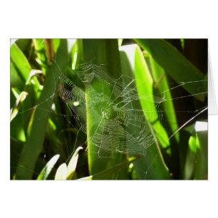 Cartão Aranha-do-mar na Natureza das Folhas Tropicais