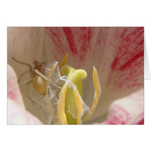 Cartão Aranha em um Tulipa