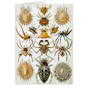 Cartão Aranhas Vintage ou Aracnídeos por Ernst Haeckel