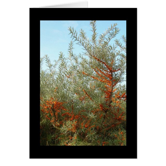 Cartão Arbustos com Berries Laranja (Frente)