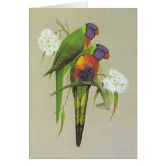 Cartão Arco-íris Lorikeet - haematodus do Trichoglossus