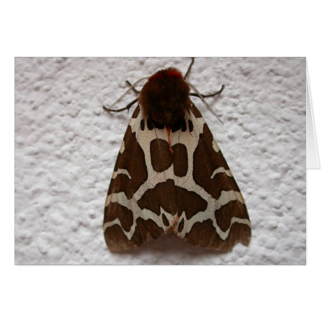 Cartão Arctia caja (Frente Horizontal)