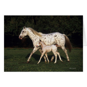 Cartão Areia e Pé Appaloosa no campo