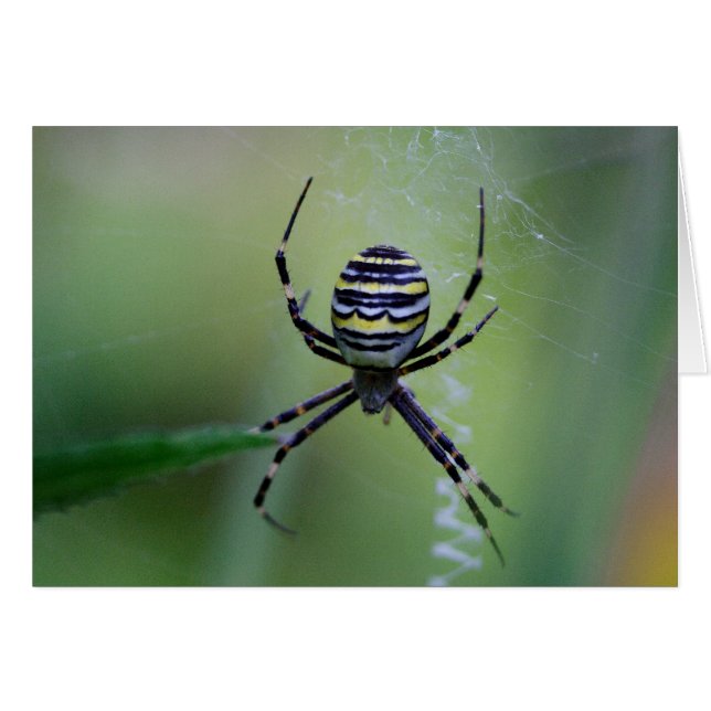 Cartão Argiope bruennichi (Frente Horizontal)