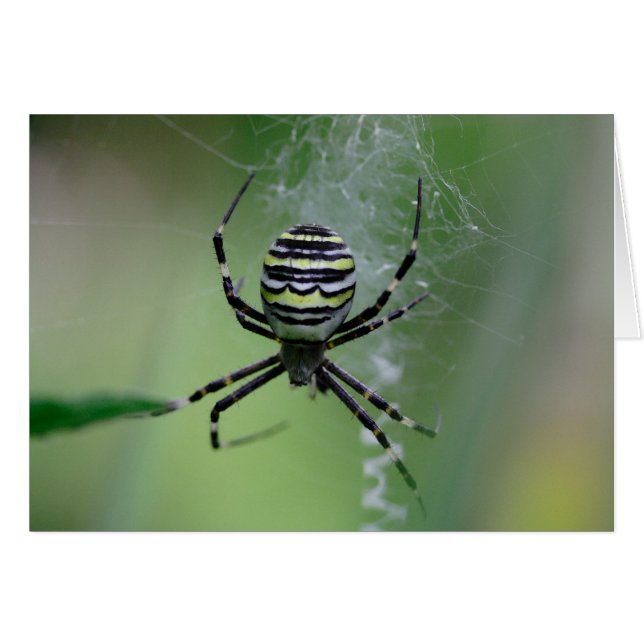 Cartão Argiope bruennichi (Frente Horizontal)
