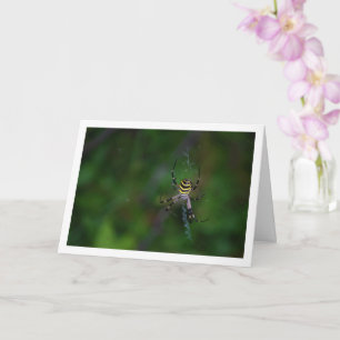 Cartão Argiope bruennichi, Aranha Vespa, Aranha de teia o