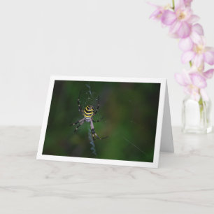 Cartão Argiope bruennichi, Vespa Aranha, Tecedeira Orb