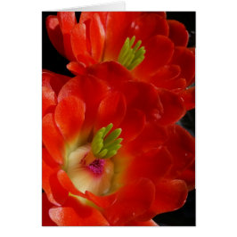 Cartão Arizona Claret Cup Cactus Com Flores De Escarlate