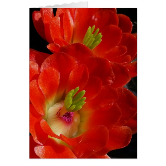 Cartão Arizona Claret Cup Cactus Com Flores De Escarlate (Frente)