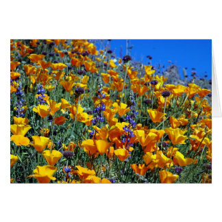 CARTÃO ARIZONA DESERT POPPIES