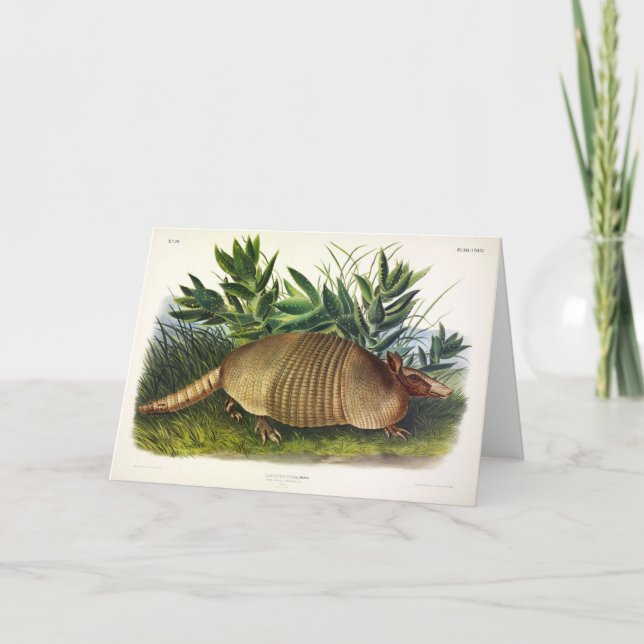 Cartão Armadillo de nariz longo de nove pela Audubon (Frente)
