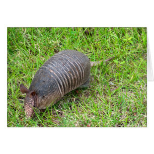 Cartão Armadillo na Grama Verde
