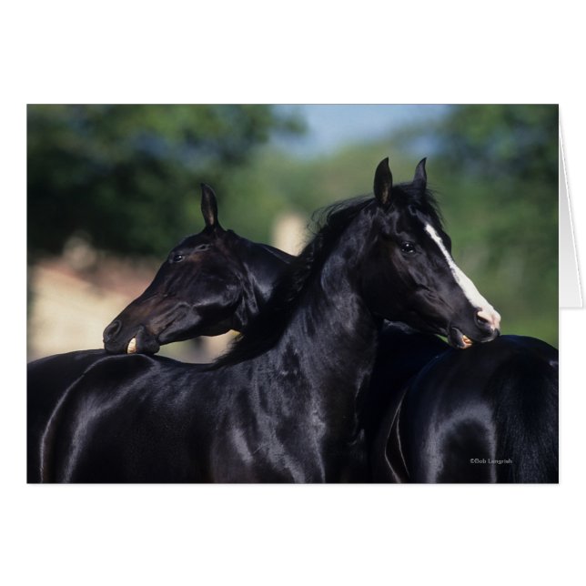 Cartão Arranjo de Cavalo Árabe (Frente Horizontal)