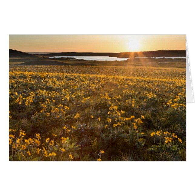 Cartão Arranjo de Flores Silvestres de Balsamroot de Folh (Frente Horizontal)
