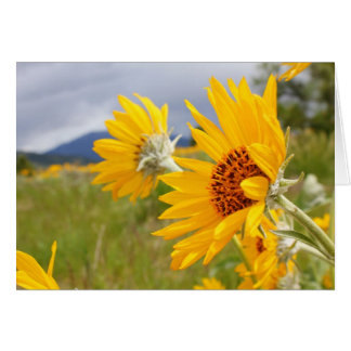 Cartão Arrowleaf Balsamroot