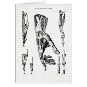 Cartão Arte da anatomia os músculos da mão e do pulso