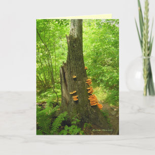 Cartão Arte da Natureza: Floresta Estadual de Beartown -