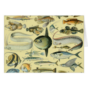 Cartão Arte De Pesca Científica Dos Peixes Vintage
