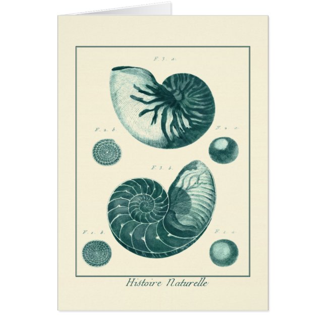 Cartão Arte de Seashell Vermelha e Verde (Frente)