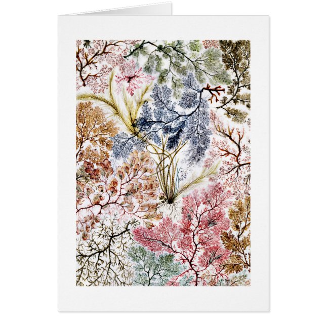 Cartão Arte de Tecido de Seda de algas (Frente)