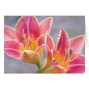 Cartão Arte do hemerocallis