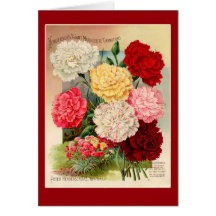 Arte do pacote da semente do vintage dos cravos em