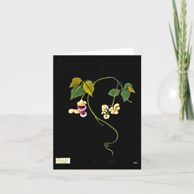 Cartão Arte-Mary Notecard-Botânica Delany 5 (Frente)