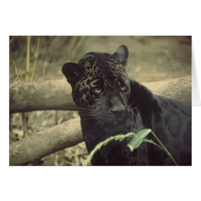 Cartão Arte Preta_Jaguar (Frente horizontal)