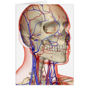 Cartão Artérias e veias na cabeça e no pescoço