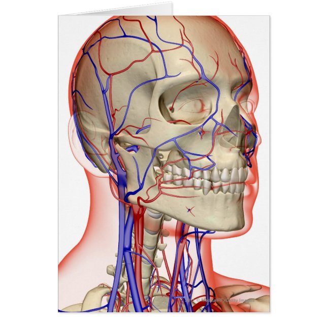 Cartão Artérias e veias na cabeça e no pescoço (Frente)