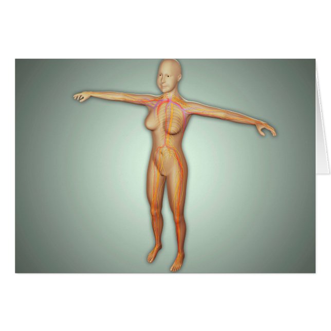 Cartão Artérias femininas, Veias E Sistema Nervoso (Frente Horizontal)