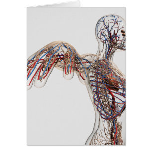 Cartão Artérias, Veias E Sistema Linfático 2