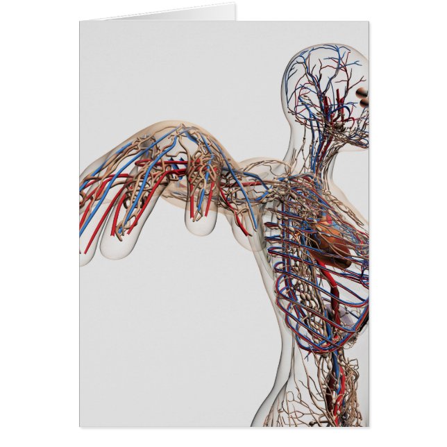 Cartão Artérias, Veias E Sistema Linfático 2 (Frente)