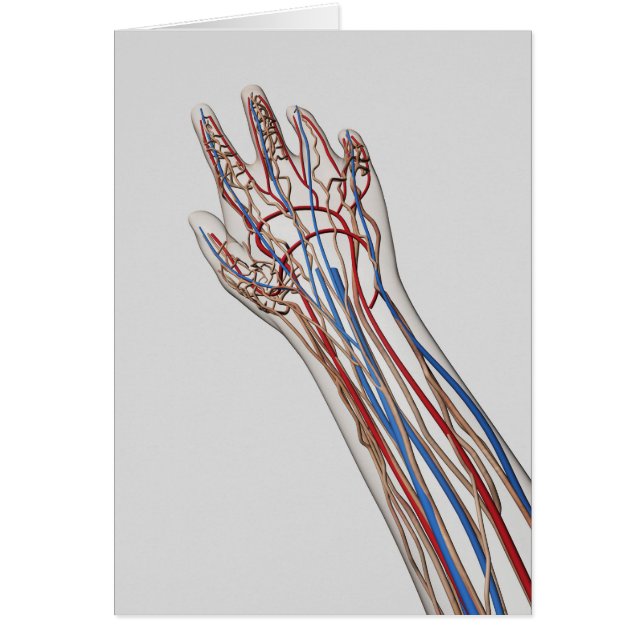 Cartão Artérias, Veias E Sistema Linfático 3 (Frente)