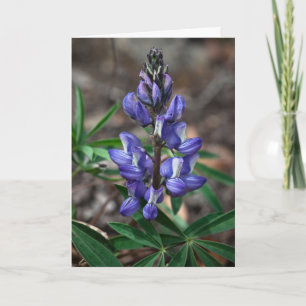 Cartão Ártico de Lupine, Parque Nacional de Denali, Alasc