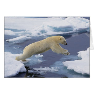 Cartão Ártico, Svalbard, Urso Polar estendendo
