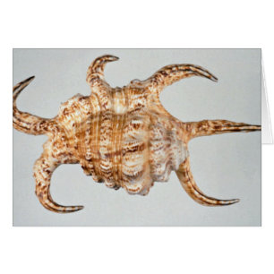 Cartão Artrite, concha