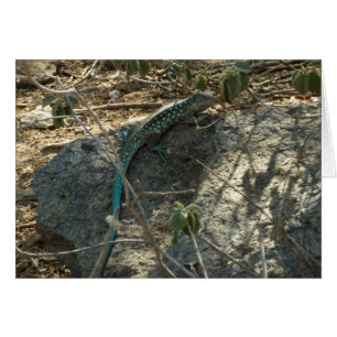 Cartão Aruban Whiptail Lizard Fotografia Animal Tropical