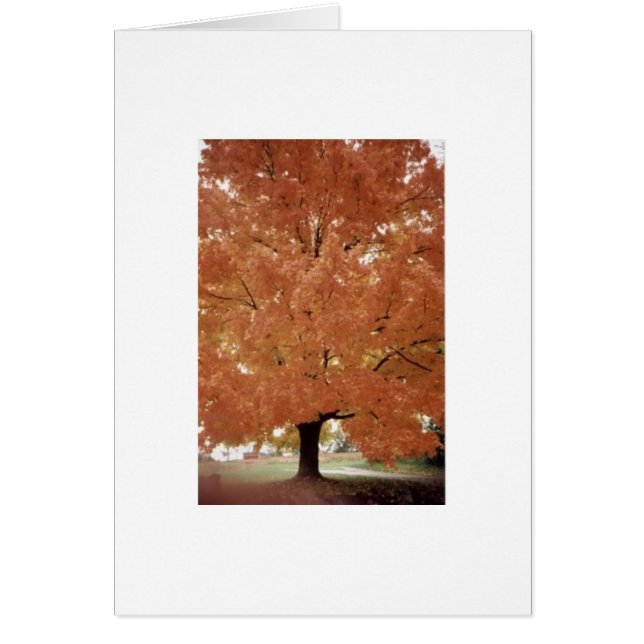 Cartão Árvore alaranjada (Frente)