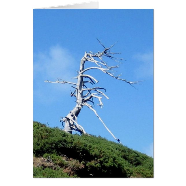 Cartão árvore alienígena (Frente)